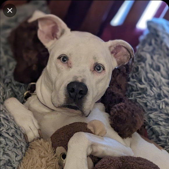 Meet your Posher, Sonia - Picture 3 of 3